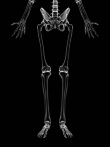 晶体 插图 透明的 提供 骨骼 科学 生物学 腓骨 人类