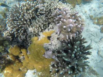 野生动物 海底 旅行 水下 底部 生活 暗礁 美女 浮潜