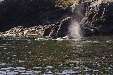 食肉动物 反射 游泳 哺乳动物 呼吸 自然 夏天 温哥华
