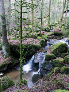 流动 自然 流动的 森林 冬天 公园 苔藓 春天 美丽的
