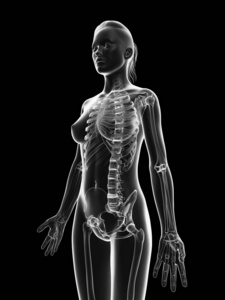 生物学 骨架 科学 插图 女人 玻璃 透明的 人类 骨头