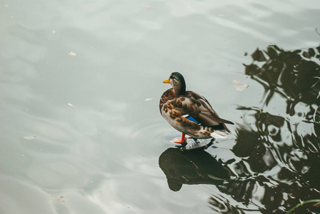 一只孤独的野鸭站在池塘的浅水里