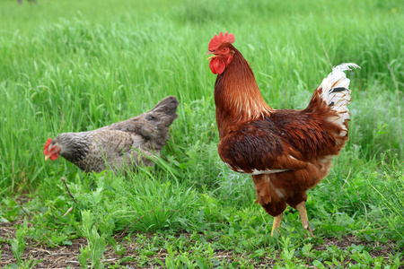 夏天的公鸡和母鸡在蔬菜中寻找食物