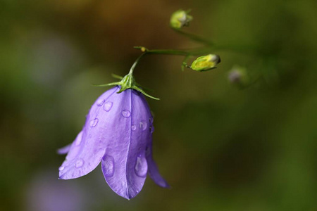 紫色 浸湿 开花 夏天 滴下 繁荣的 夏季 渗漏 雨滴 草地