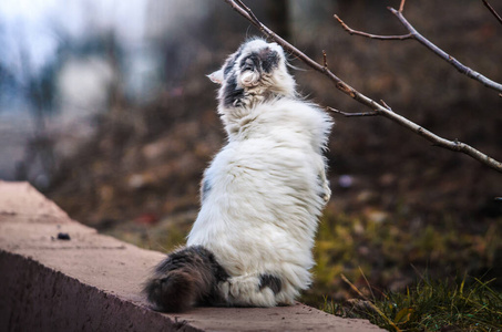 一只毛茸茸的大猫用两只爪子站着闻树枝