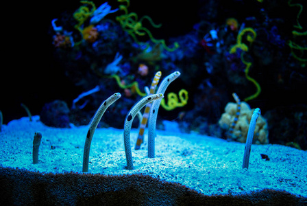 美丽的 海的 自然 水下 海洋 水族馆 鳗鱼 动物 环境