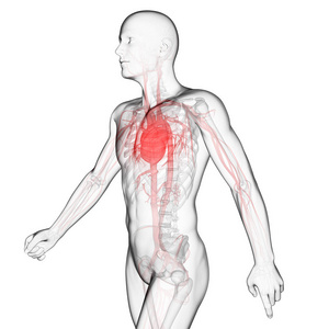 人类 脉冲 器官 身体 循环系统 解剖 医疗保健 心脏病学