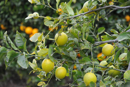 树叶 植物 分支 食物 酸的 果园 维生素 柑橘 收获 农场