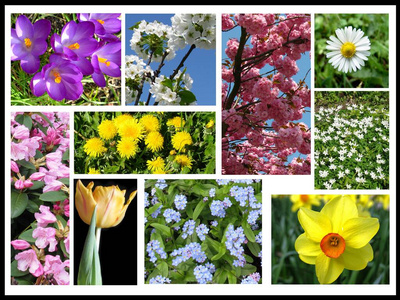 五颜六色 流血 自然 美极了 花儿 五花八门 春天 植物