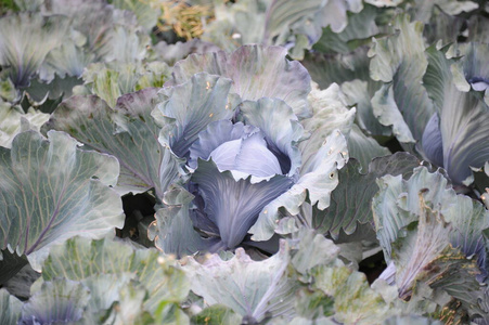 生长 收获 泡菜 食物 营养 种植 种植园 蔬菜 领域 花园