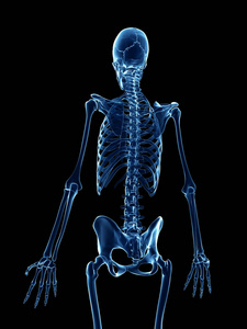解剖 胸部 人类 骨架 三维 生物学 骨头 射线 身体 健康