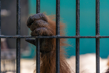 这只动物被困在缺乏自由的笼子里终身监禁照片