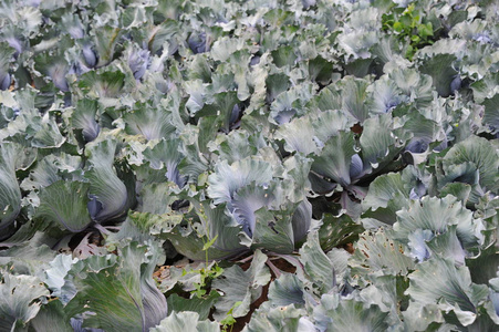 甘蓝 蔬菜 泡菜 花园 栽培 农事 素食主义者 自然 种植园