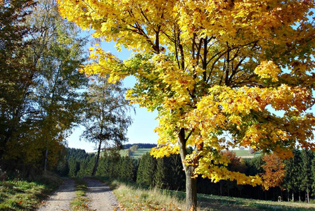 美极了 秋天 五颜六色 乡村 领域 森林 苍穹 自然 风景