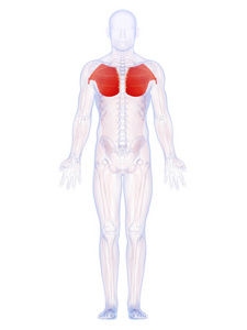 三维 肌肉 乳房 公司 致使 科学 纤维 专业 解剖 生物学