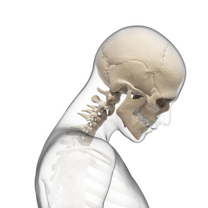 男人 身体 生物学 健康 三维 解剖 骨架 骨骼 弯曲 运动