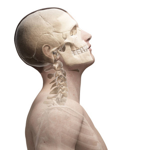 男人 解剖 脖子 运动 插图 骨骼 颅骨 科学 弯曲 骨架
