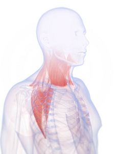 肌肉 肌肉组织 科学 斜方肌 生物学 三维 纤维 脖子 解剖