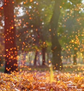 autumn afternoon park with trees and dry golden maple leaves on 