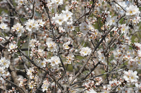 四月 杏仁 特写镜头 植物区系 夏天 自然 美女 盛开 植物