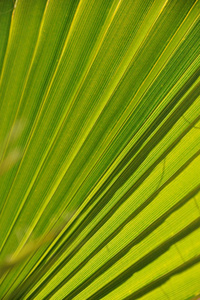 植物 春天 自然 花园 棕榈 植物学 西班牙 环境 植物区系