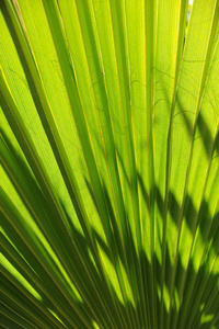 棕榈 森林 植物学 树叶 环境 植物 春天 颜色 夏天 纹理