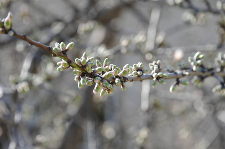 四月 天空 开花 花的 樱花 美女 公园 日本人 植物 季节