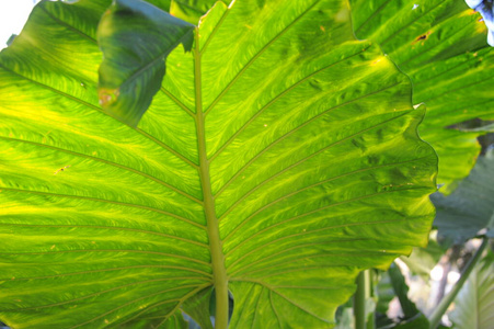 生长 特写镜头 植物 美女 花园 西班牙 森林 自然 安达卢西亚