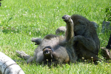 哺乳动物 脊椎动物 自然 灵长类动物 猴子 偶像 野生动物