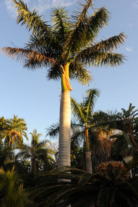 棕榈 旅游业 夏天 美丽的 天堂 假日 自然 海洋 西班牙