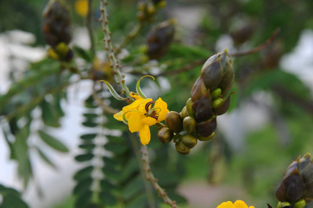 美丽的 季节 花园 开花 植物 颜色 蜜蜂 花的 花瓣 自然