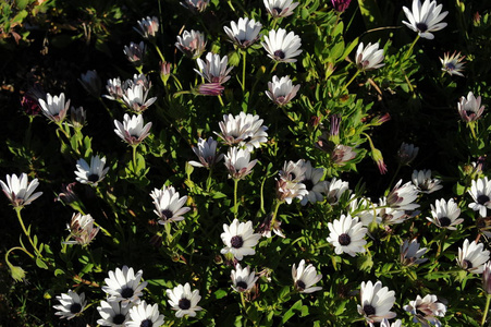 黛西 颜色 美丽的 植物学 开花 花瓣 领域 假日 花的