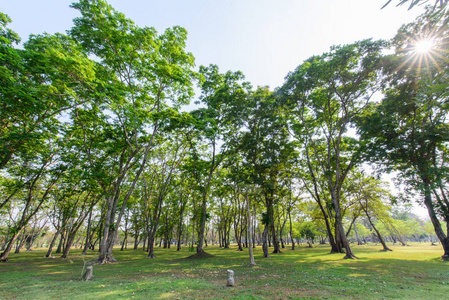 草地 孤独的 美丽的 生长 天空 植物区系 季节 古老的