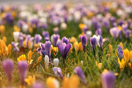 春天 开花 闪耀 自然 番红花 公园 植物 紫色 繁荣 繁荣的