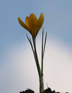 天空 特写镜头 开花 自然 番红花 美丽的 季节 花的 植物区系