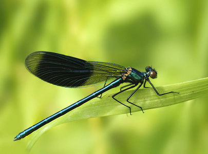 公园 美女 翅膀 生活 夏天 昆虫 蜻蜓 动物 植物 眼睛