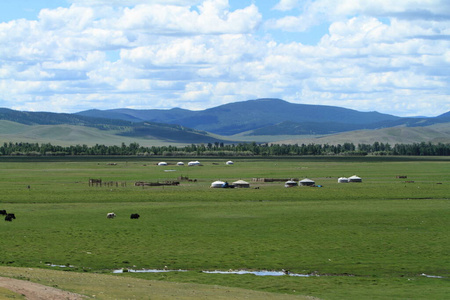自然 草地 亚洲 草坪 乡村 小山 牧场 风景 柳树 蒙古