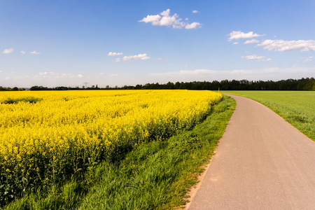 田间小路玉米地图片大全