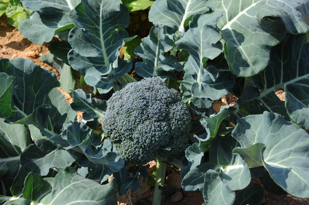 蔬菜 农场 健康 甘蓝 西兰花 作物 植物 西班牙 饮食