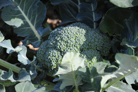 健康 素食主义者 生产 花园 花椰菜 西兰花 作物 农业