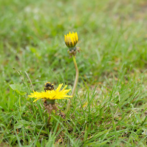 开花 昆虫 五颜六色 植物 草地 吹气球 春天 繁荣的 食物