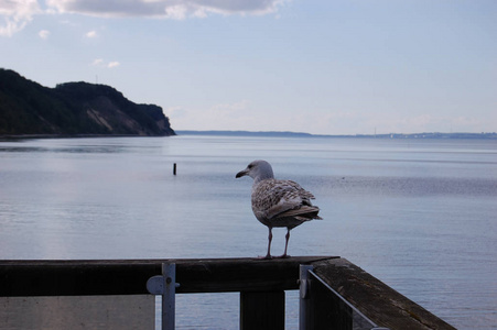 见解 景象 海滨 坐着 海洋 木材 海岸 夏季 狩猎 德国