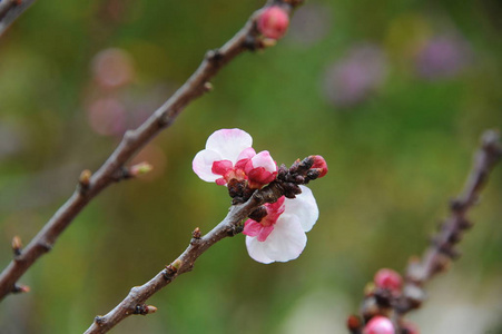 繁荣的 粉红色 季节 美丽的 花瓣 春天 花园 特写镜头