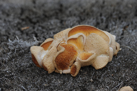 成长 危险的 蘑菇 特写镜头 帽子 西班牙 季节 食物 自然