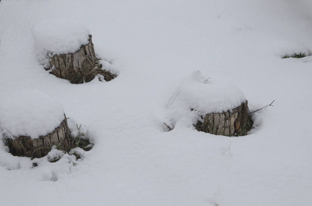 冬天 季节 风景 小山 岩石 滑雪 森林 天空 冷杉 自然