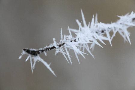 美女 特写镜头 暴风雪 美丽的 植物 木材 季节 分支 冰冷的