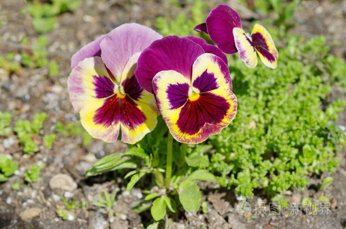 花开 丁香花 绿色植物 紫罗兰 植被 植物 特写镜头 植物区系