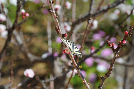 季节 植物区系 特写镜头 粉红色 蝴蝶 繁荣的 美女 花的