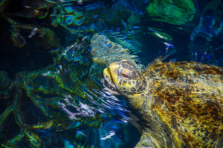 新英格兰水族馆的绿海龟