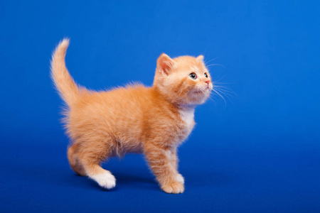 乐趣 生姜 哺乳动物 颜色 毛茸茸的 短发 宝贝 直的 猫科动物
